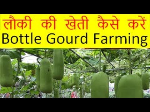 लौकी की खेती कैसे करें Lauki Bottle Gourd Farming Business