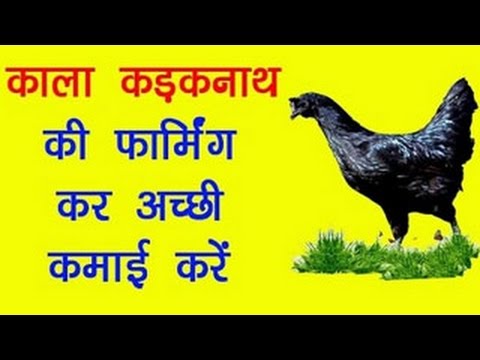 Earn Good money with Kadaknath Murgi   काला कड़कनाथ मुर्गी Farming Business