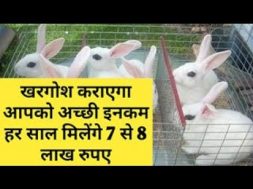 खरगोश कराएगा आपको 7 से 8 लाख रुपए की कमाई Rabit Farming Business