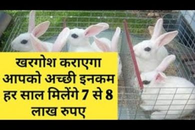 खरगोश कराएगा आपको 7 से 8 लाख रुपए की कमाई Rabit Farming Business