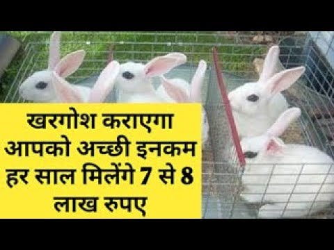 खरगोश कराएगा आपको 7 से 8 लाख रुपए की कमाई Rabit Farming Business