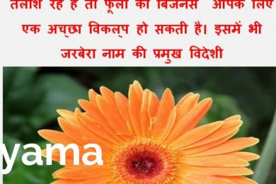 Earn 6 Lakh per year by Flower Business of Gerbera Flower | Shyama tips