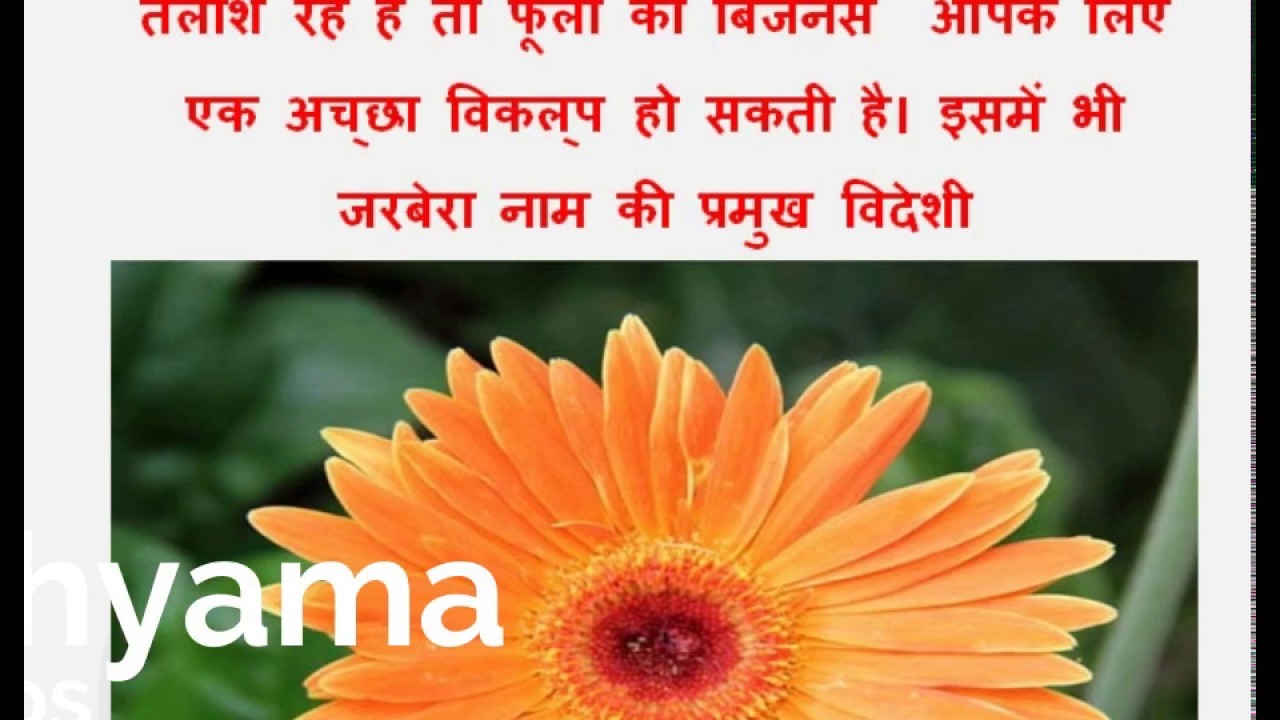 Earn 6 Lakh per year by Flower Business of Gerbera Flower | Shyama tips