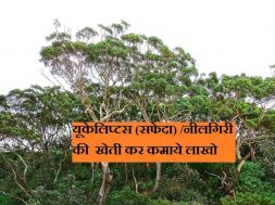 Eucalyptus Business  Investing in Eucalyptus Tree you will earn for long time