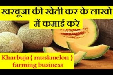 Kharbuja { muskmelon } farming business खरबूजा की खेती कर के लाखो में कमाई करे