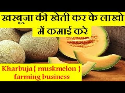 Kharbuja { muskmelon } farming business खरबूजा की खेती कर के लाखो में कमाई करे