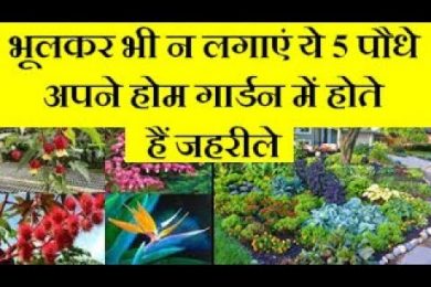 5 plants are dangerous for home garden भूलकर भी न लगाएं ये 5 पौधे अपने होम गार्डन