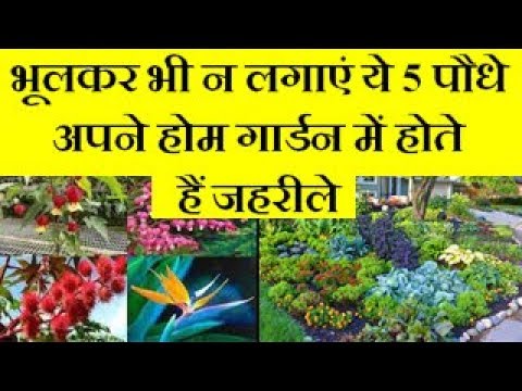 5 plants are dangerous for home garden भूलकर भी न लगाएं ये 5 पौधे अपने होम गार्डन