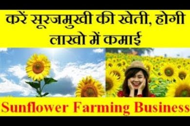 Sunflower Farming Business करें सूरजमुखी की खेती, होगी लाखो में कमाई