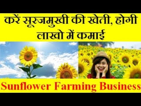 Sunflower Farming Business करें सूरजमुखी की खेती, होगी लाखो में कमाई