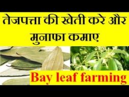 Bay leaf (Tej patta )farming तेजपत्ता की खेती करे और मुनाफा कमाए