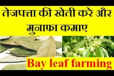 Bay leaf (Tej patta )farming तेजपत्ता की खेती करे और मुनाफा कमाए