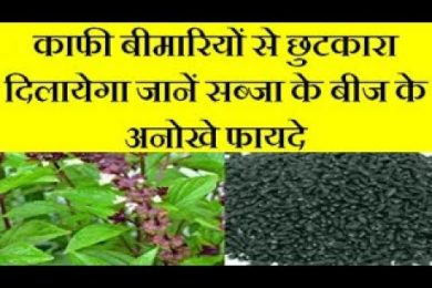 Basil (Sabja) seeds benefits काफी बीमारियों से छुटकारा दिलायेगा जानें सब्जा के बीज के अनोखे फायदे