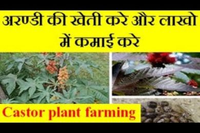 Ricinus (Castor, Arandi )plant farming अरण्डी की खेती करे और लाखो में कमाई करे