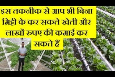 Hydroponic Farming – Hydroponic Soil-less Farming Business idea In Hindi