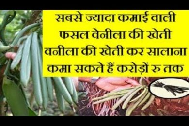 Vanilla farming calivation for high profits | Vanilla farming business