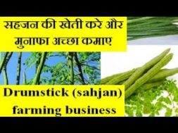 Drumstick tree (sahjan) farming business  सहजन की खेती करे और मुनाफा अच्छा कमाए
