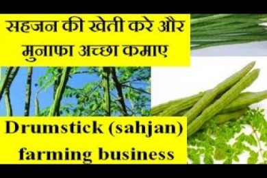 Drumstick tree (sahjan) farming business  सहजन की खेती करे और मुनाफा अच्छा कमाए