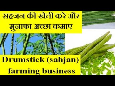 Drumstick tree (sahjan) farming business  सहजन की खेती करे और मुनाफा अच्छा कमाए