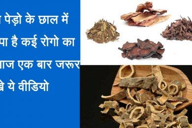 Health benefits of Medicinal Trees barks इन पेड़ों की छाल कही भी दिखे तो घर ले आए,