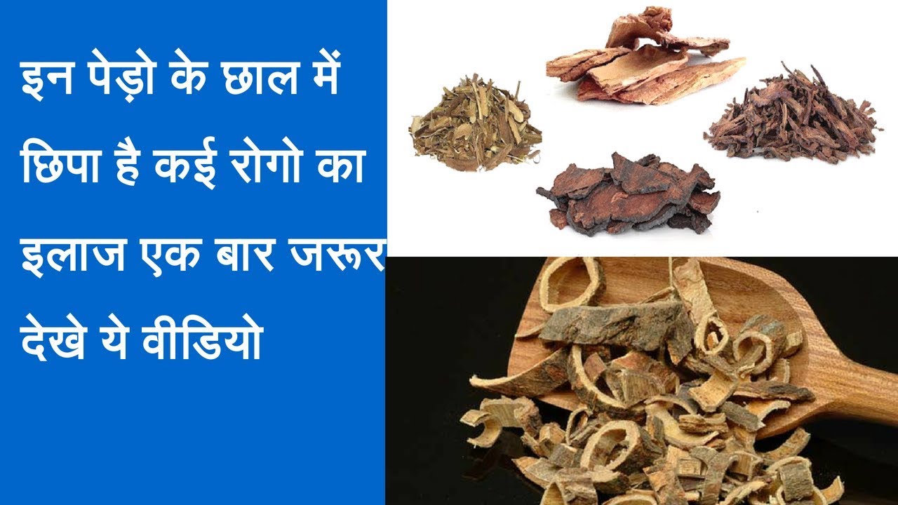 Health benefits of Medicinal Trees barks इन पेड़ों की छाल कही भी दिखे तो घर ले आए,