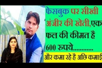 Fig Farming (Anjeer )farming फेसबुक पर सीखी अंजीर की खेती,एक फल की कीमत है 600 रुपये
