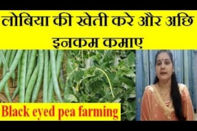 Black eyed pea (Cowpea, Lobia) farming business लोबिया की खेती करे और अछि इनकम कमाए