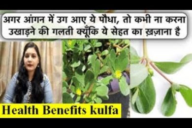 Amazing Health Benefits of the Kulfa (Common Purslane )