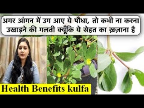 Amazing Health Benefits of the Kulfa (Common Purslane )