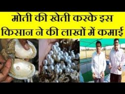 Pearl cultivation idea changed the life of an engineer (Moti ki Kheti)  Low Investment, High Profit.