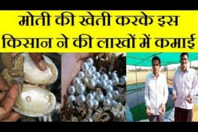 Pearl cultivation idea changed the life of an engineer (Moti ki Kheti)  Low Investment, High Profit.