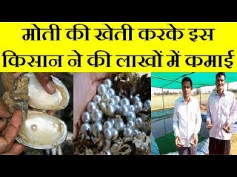 Pearl cultivation idea changed the life of an engineer (Moti ki Kheti)  Low Investment, High Profit.