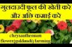 chrysanthemum flower(guldaudi) farming and earn good income  | guldaudi flower farming business