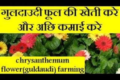 chrysanthemum flower(guldaudi) farming and earn good income  | guldaudi flower farming business