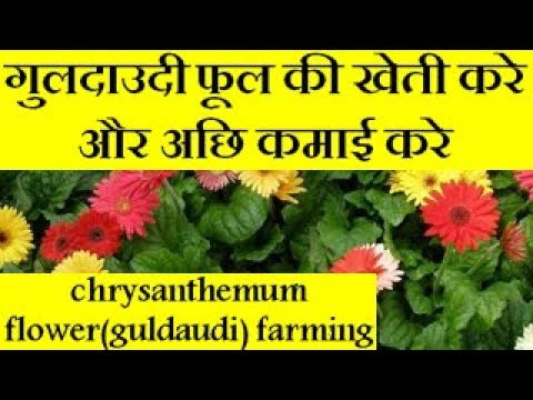 chrysanthemum flower(guldaudi) farming and earn good income  | guldaudi flower farming business