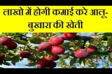 Common plum Aloo Bukharafarming business and earn good income  | Alu Bukhara farming business