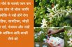 Harsingar Health Benefits(Parijat ) | Night-flowering jasmine health benefits