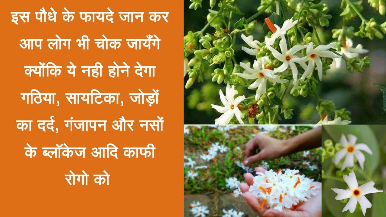 Harsingar Health Benefits(Parijat ) | Night-flowering jasmine health benefits