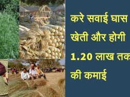 Start sabai grass farming business and earn good income