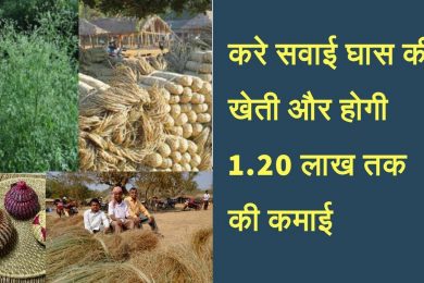 Start sabai grass farming business and earn good income