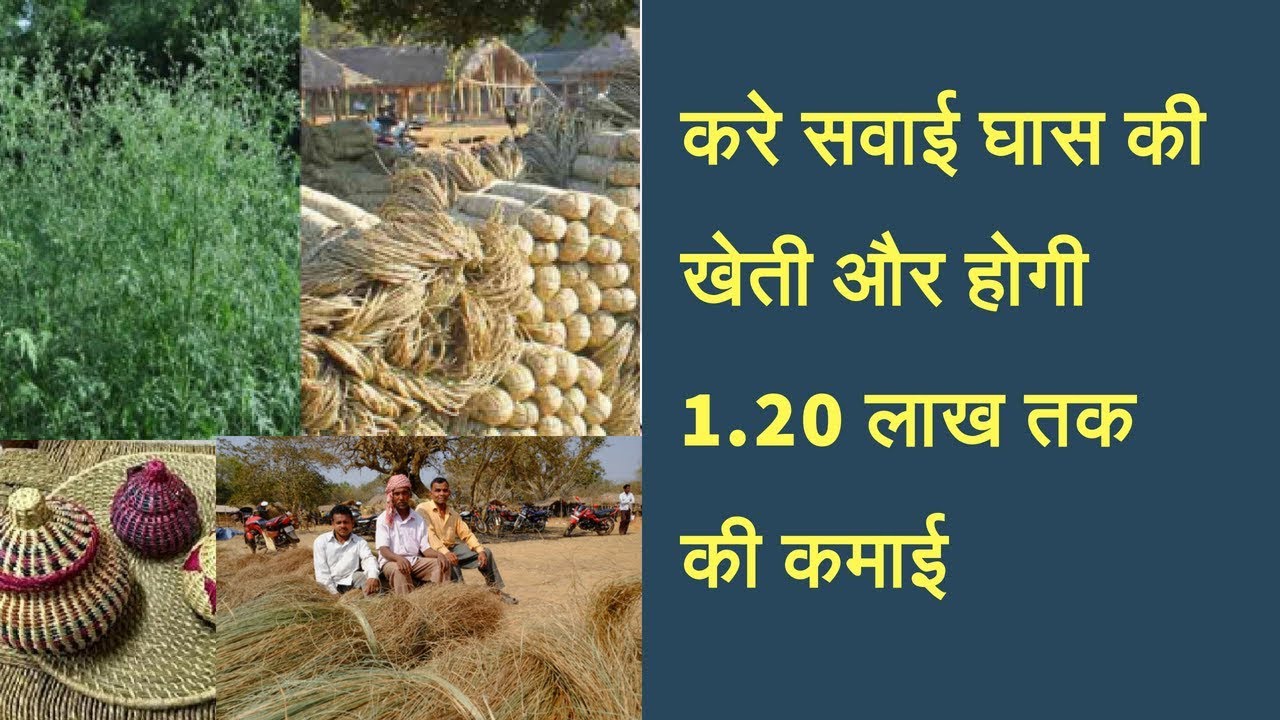 Start sabai grass farming business and earn good income