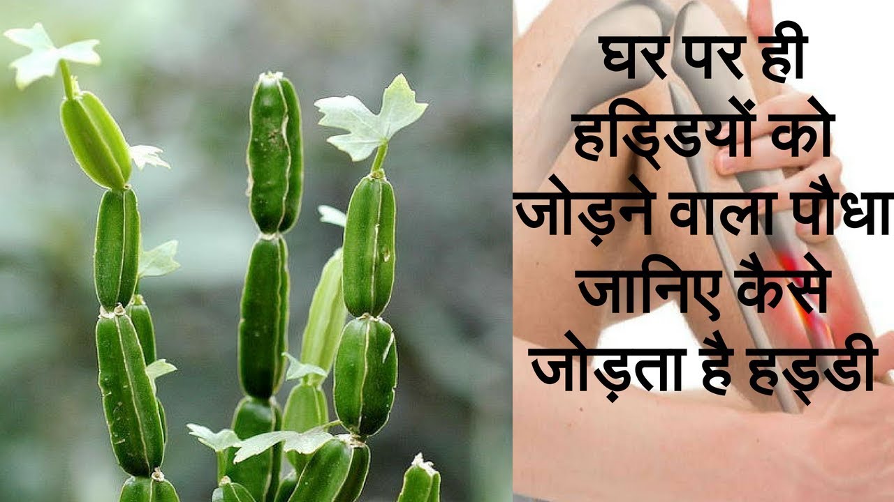 Cissus Quadrangularis (hadjod) for Bone Benefits | join the broken bone with hadjod plant