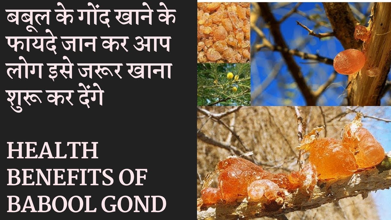 Health Benefits Of Babool Gond | बबूल की गौंद के फायदे जानकर चोक जाएगे