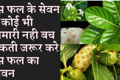 Amazing health benefits of noni fruit Cheese fruit नोनी फल खाने के अचूक फायदे