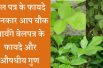 Wonder health Benefits  Bilva patra leaves  बेलपत्र के फायदे और औषधीय गुण