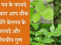 Wonder health Benefits  Bilva patra leaves  बेलपत्र के फायदे और औषधीय गुण