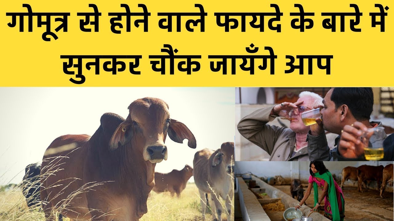 Amazing Health benefits of cow urine that will surprise you