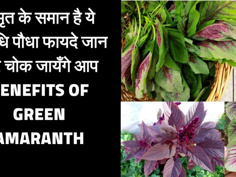 Benefits of green amaranth Chaulai khane ke fayde Amazing Benefits