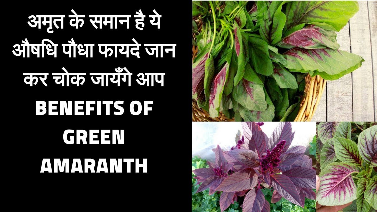 Benefits of green amaranth | Chaulai khane ke fayde |   Amazing Benefits of green vegies