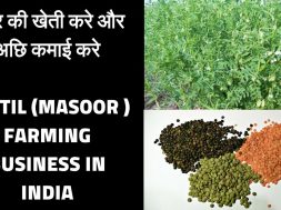 Lentil masoor  farming business Low investment and high profit